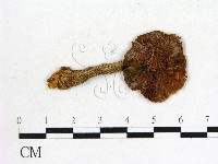 登錄號:F0004662藏品圖，第1張