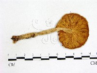 登錄號:F0004663藏品圖，第3張