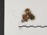 登錄號:F0004664藏品圖，第1張