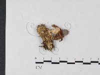 登錄號:F0004664藏品圖，第3張