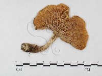 登錄號:F0004665藏品圖，第1張