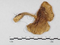 登錄號:F0004665藏品圖，第3張