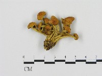 登錄號:F0004666藏品圖，第1張