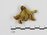 登錄號:F0004666藏品圖，第3張