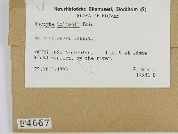 登錄號:F0004667藏品圖，第2張