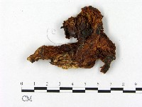 登錄號:F0004669藏品圖，第1張