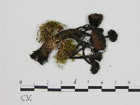 登錄號:F0004671藏品圖，第1張