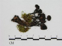 登錄號:F0004671藏品圖，第3張