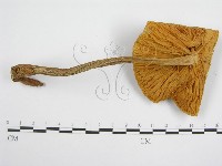 登錄號:F0004672藏品圖，第1張