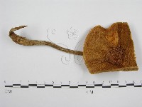 登錄號:F0004672藏品圖，第3張