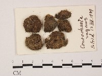 登錄號:F0004679藏品圖，第1張