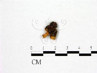 登錄號:F0004682藏品圖，第1張