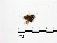 登錄號:F0004682藏品圖，第3張