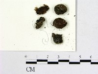登錄號:F0004690藏品圖，第1張