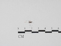 登錄號:F0004694藏品圖，第1張