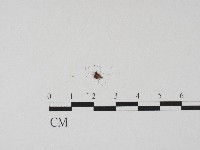 登錄號:F0004694藏品圖，第3張