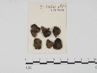 登錄號:F0004695藏品圖，第1張
