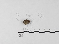 登錄號:F0004696藏品圖，第1張