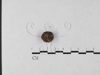 登錄號:F0004697藏品圖，第1張