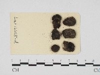 登錄號:F0004699藏品圖，第1張