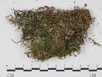 登錄號:F0004701藏品圖，第1張