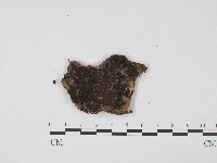 登錄號:F0004702藏品圖，第1張