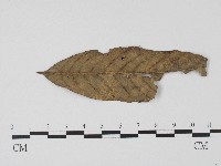 登錄號:F0004704藏品圖，第3張