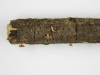 登錄號:F0004707藏品圖，第4張