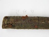 登錄號:F0004707藏品圖，第5張