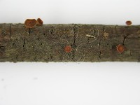 登錄號:F0004707藏品圖，第6張