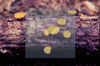 登錄號:F0004707藏品圖，第8張