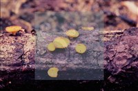 登錄號:F0004707藏品圖，第9張