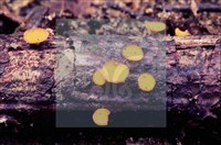 登錄號:F0004707藏品圖，第10張