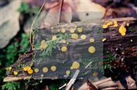 登錄號:F0004707藏品圖，第11張