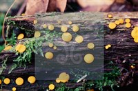 登錄號:F0004707藏品圖，第12張