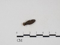 登錄號:F0004709藏品圖，第1張