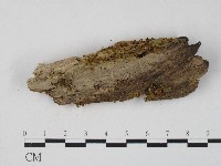 登錄號:F0004711藏品圖，第1張