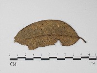 登錄號:F0004714藏品圖，第1張