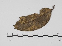 登錄號:F0004714藏品圖，第3張