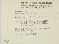 炭角菌屬藏品圖，第2張