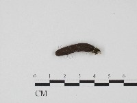 炭角菌屬藏品圖，第1張