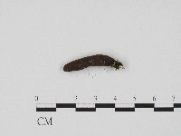 炭角菌屬藏品圖，第3張