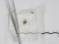 登錄號:F0004718藏品圖，第1張