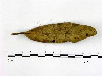 登錄號:F0004724藏品圖，第1張