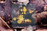 登錄號:F0004727藏品圖，第4張