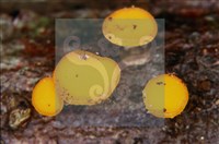 登錄號:F0004727藏品圖，第5張