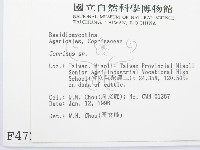 鬼傘屬藏品圖，第2張