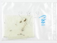 鬼傘屬藏品圖，第1張