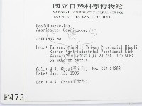鬼傘屬藏品圖，第2張