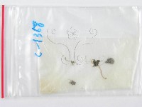 鬼傘屬藏品圖，第1張
